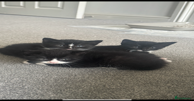 British Shorthair cats - Advert 7