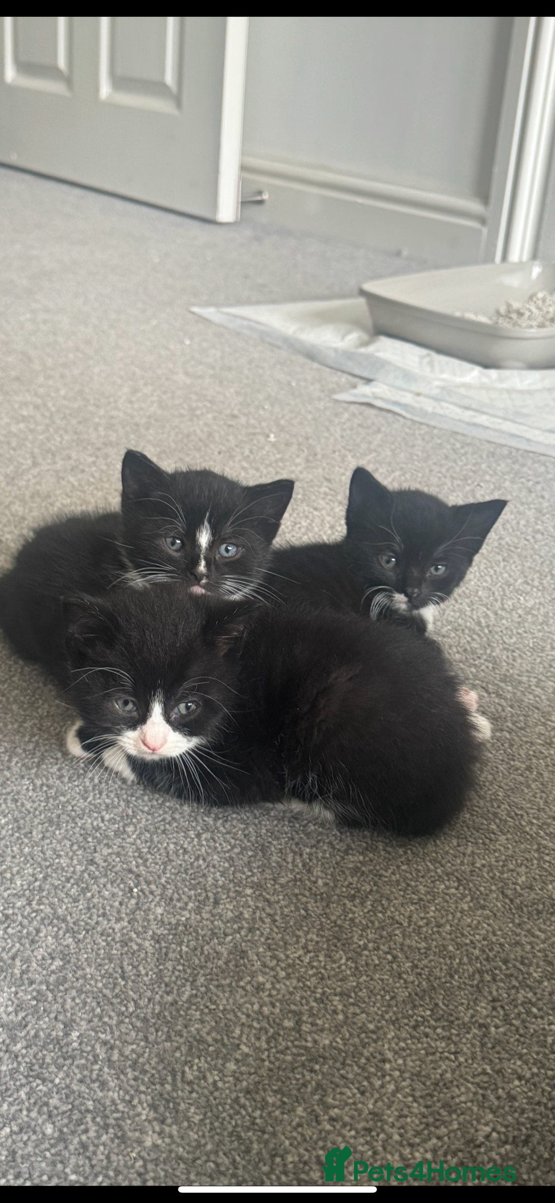 British Shorthair cats for sale: 🐾Adorable British shorthair kittens🐾 - Image 2