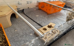 Guinea Pig rodents for sale: Two male guinea pigs and their Guinea Loft cage - Image 12