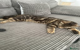 Domestic Shorthair cats for sale: Male cat - Image 2