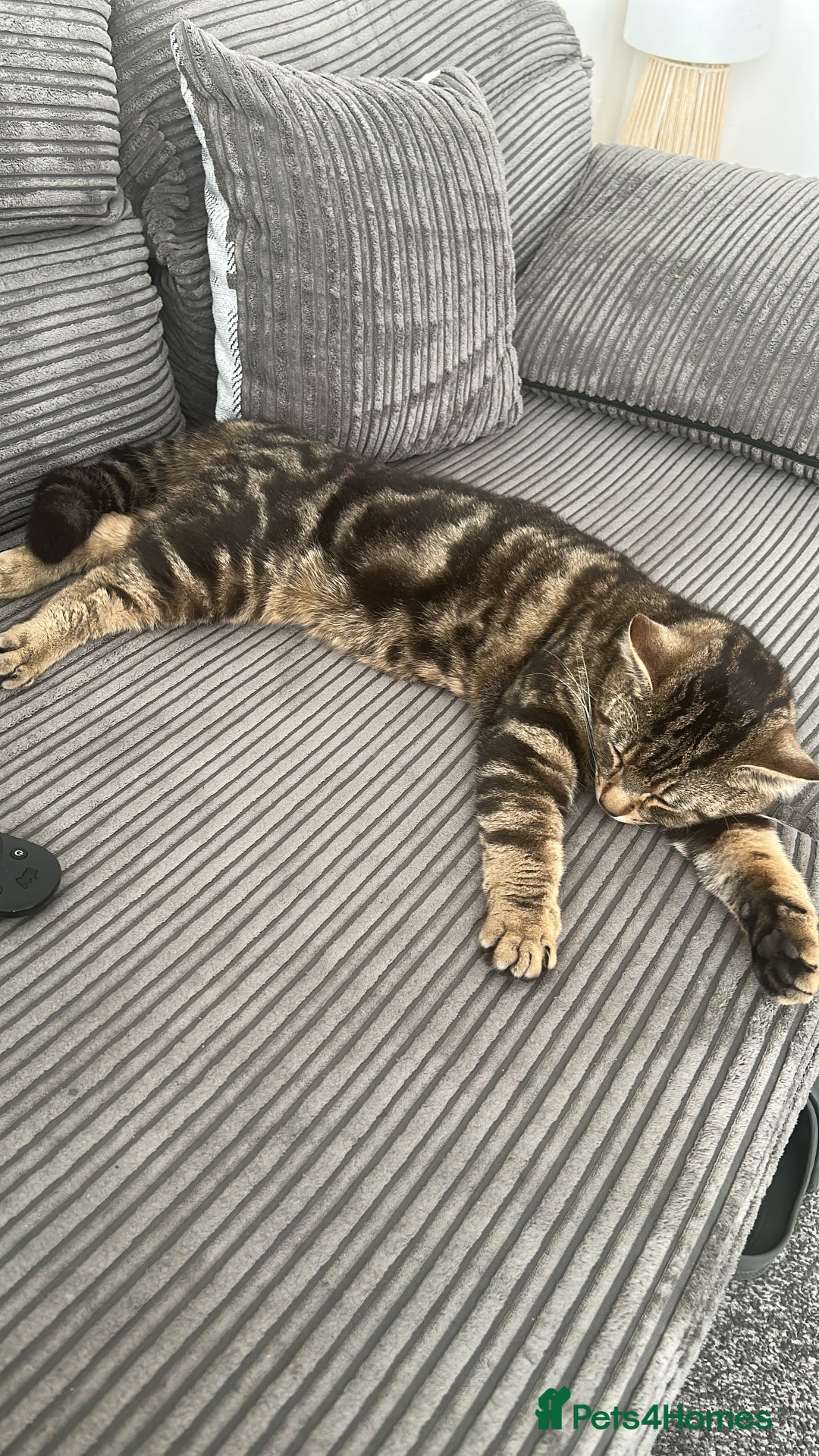Domestic Shorthair cats for sale: Male cat - Image 2