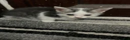 Mixed Breed cats for sale: Kittens for sale in Bradford - Advert 5