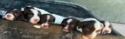 English Springer Spaniel dogs for sale: English Springer Spaniel Puppies - Advert 19