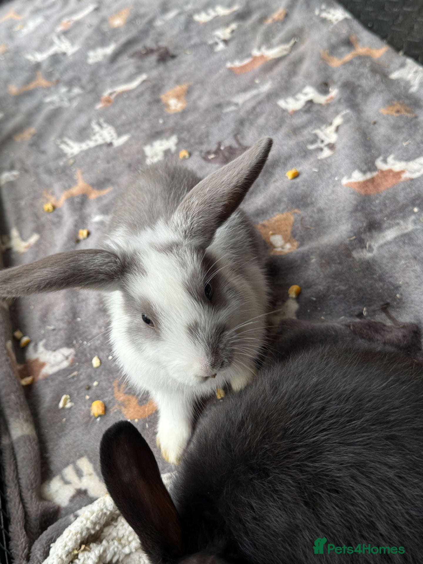 Mixed Breed rabbits Only 2 bunnies left  ✨✨ - Advert 5