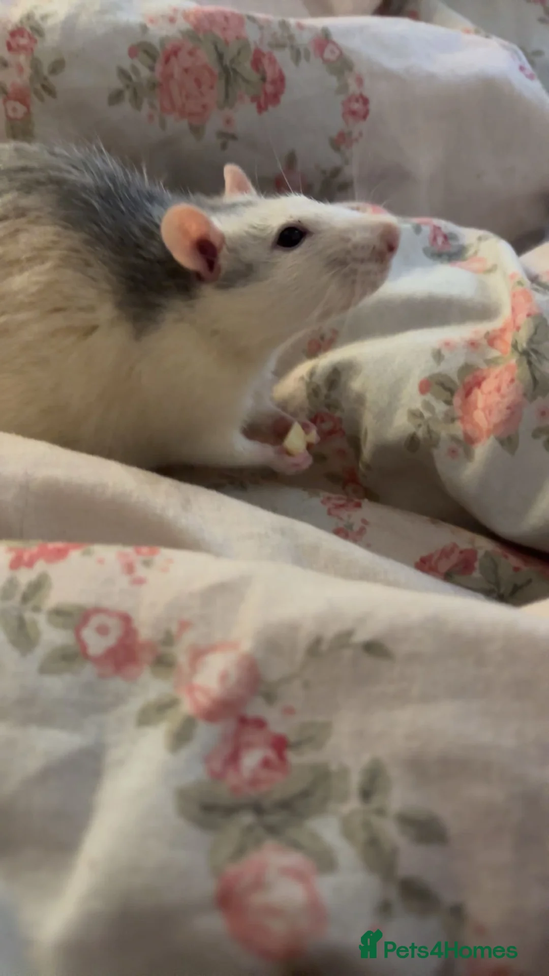 Rat rodents for sale: male rat in Liversedge - Advert 2
