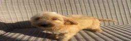 Cockapoo dogs for sale: Ready NOW F1 toy cockapoos - Advert 5