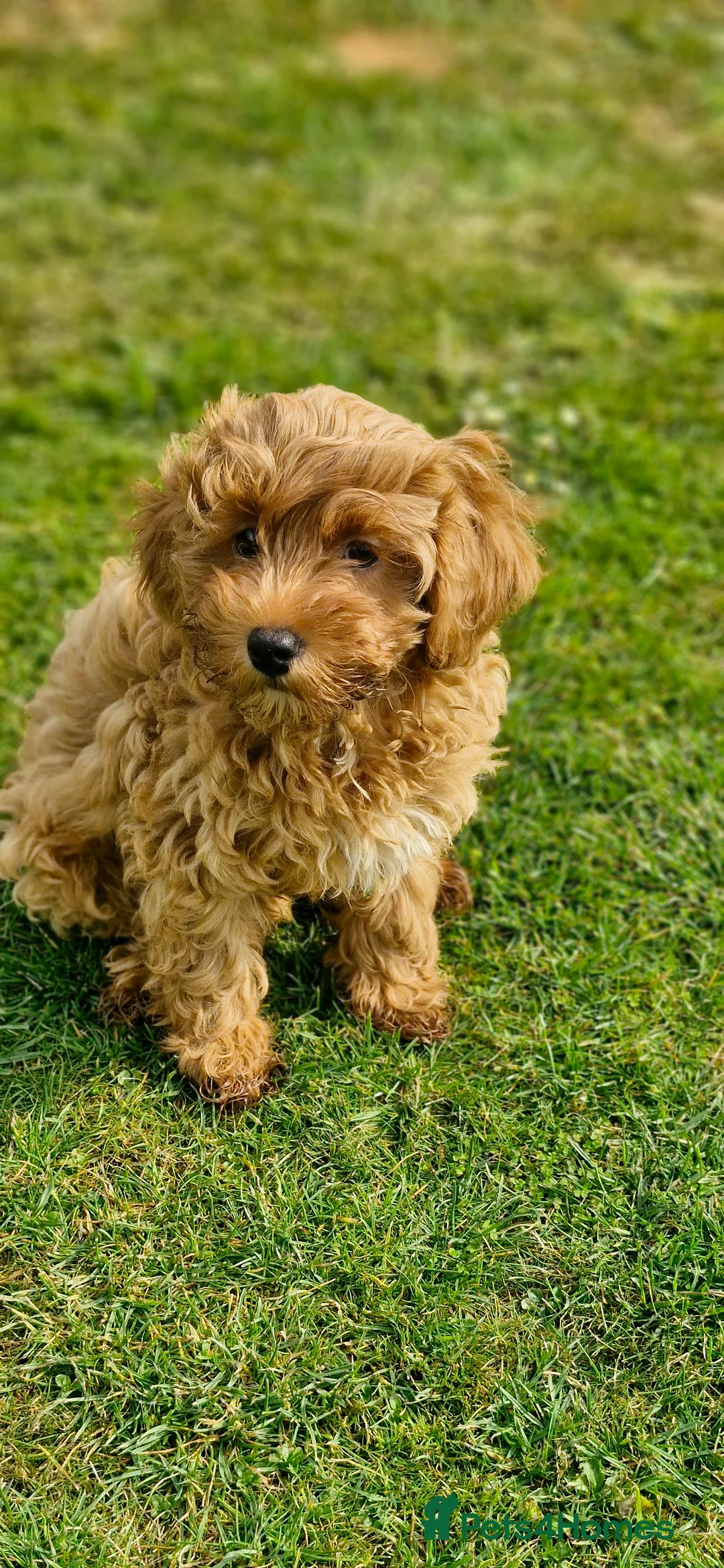 Poodle dogs for stud: Merle black & silver poodle for stud only .  in Lincoln - Advert 27