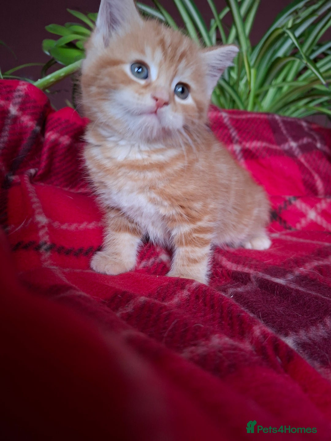 Scottish Fold cats for sale: Adorable Longhair & Shorthair Kittens- Prices Vary - Advert 12
