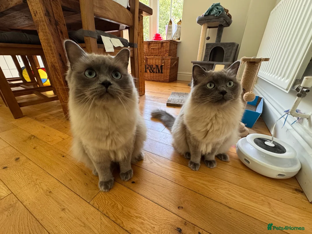 Ragdoll cats for sale:  Bonded Pair of Pedigree Ragdoll Boys – 1 Year Old in Waltham Cross - Advert 1