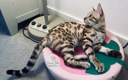 Bengal cats for sale: 🔥🏆OUTSTANDING SHOW BENGALS… READY 26th AUGUST💯 - Image 24