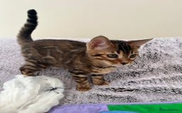 Bengal cats for sale: OUTSTANDING TICA reg BENGAL KITTENS - Image 21