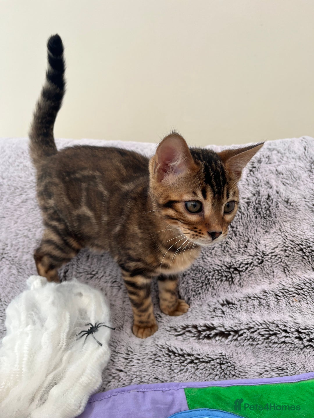 Bengal cats for sale: OUTSTANDING TICA reg BENGAL KITTENS - Image 21