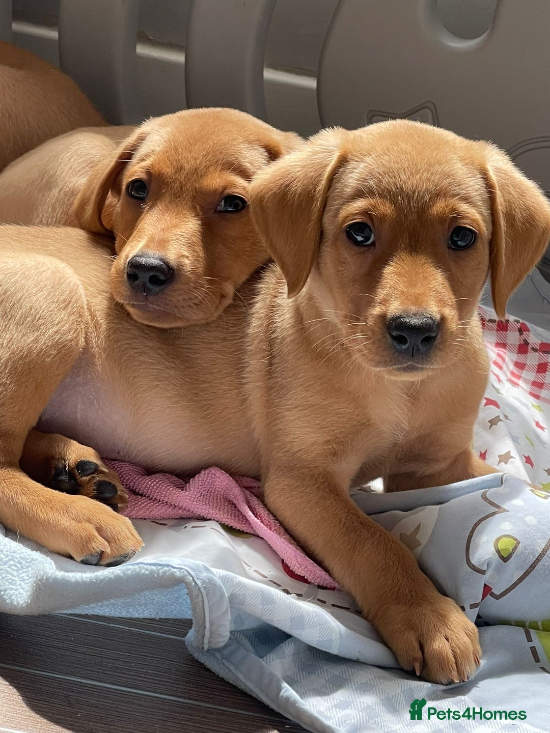Labrador Retriever dogs for sale: KC registered Fox Red Labrador pup (last girl)🐾 in Saltcoats - Image 3