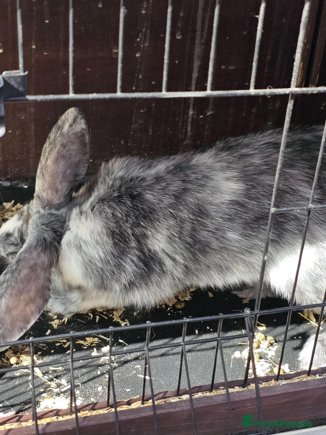 Mixed Breed rabbits for sale: 2 lovely bunnies for sale  - Advert 2