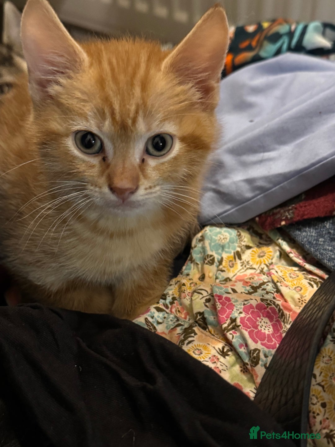 Mixed Breed cats for sale: 1 male and 1 female kittens - Advert 3