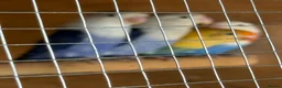 Lovebirds birds for sale: Four lovebirds for sale - Advert 4