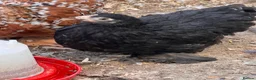 Chickens poultry for sale: Pekin bantams  - Advert 3