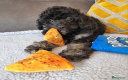 Cockapoo dogs for sale: Fully Vaccinated, Adorable small Cockapoo puppies - Image 33