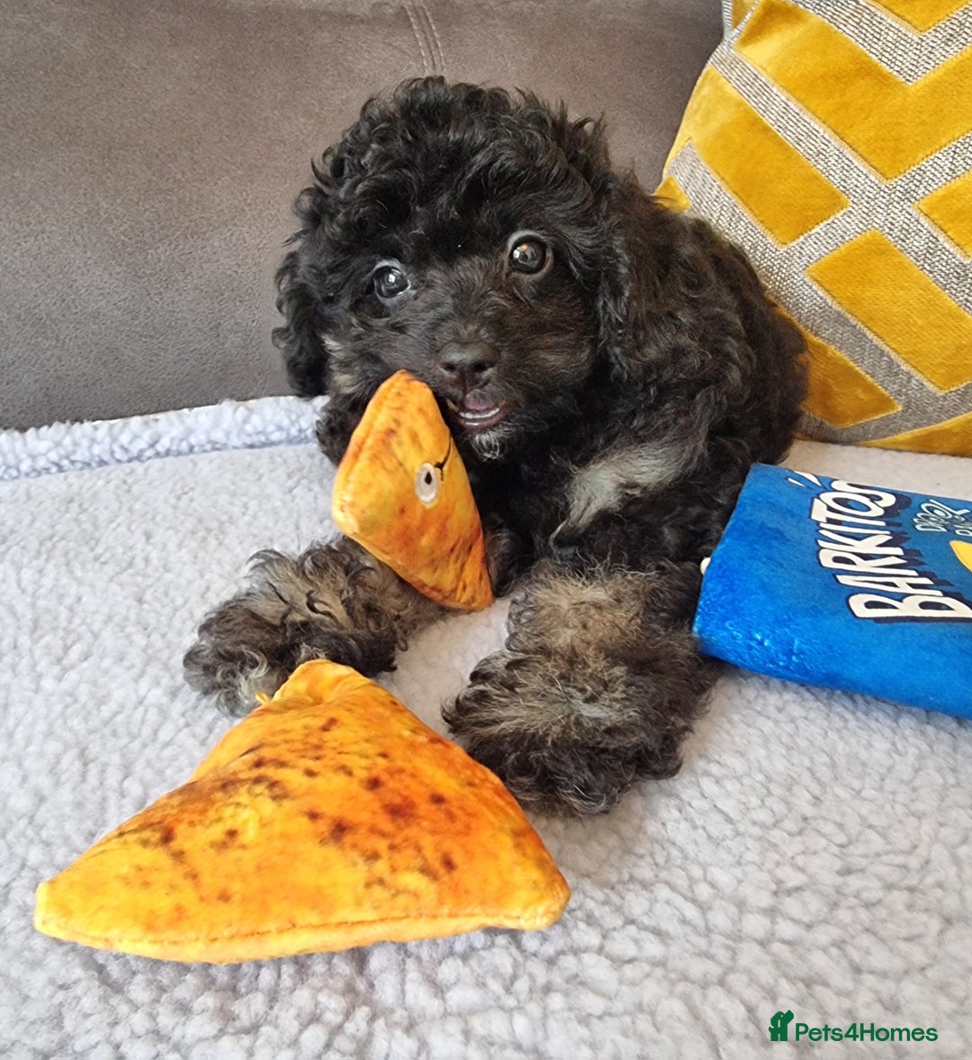 Cockapoo dogs for sale: Fully Vaccinated, Adorable small Cockapoo puppies - Image 33
