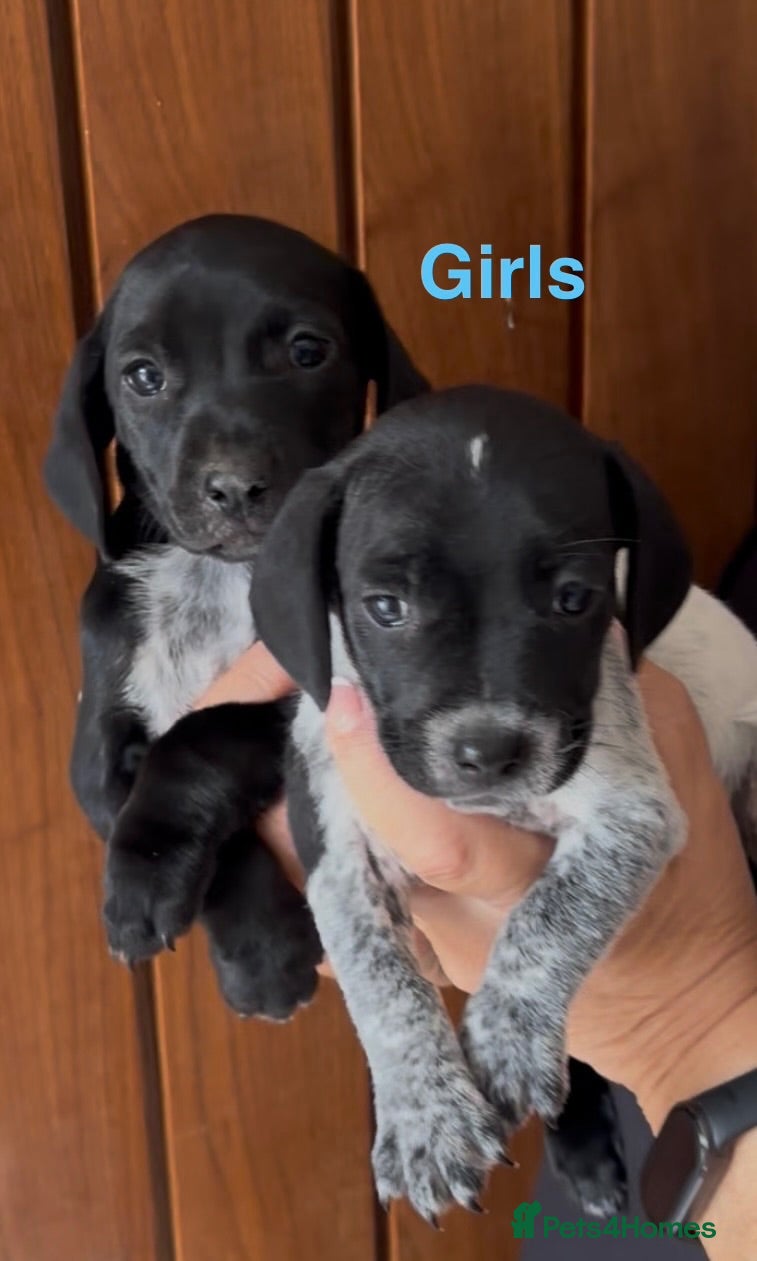 Mixed Breed dogs Cocker Jack Puppies - Advert 1