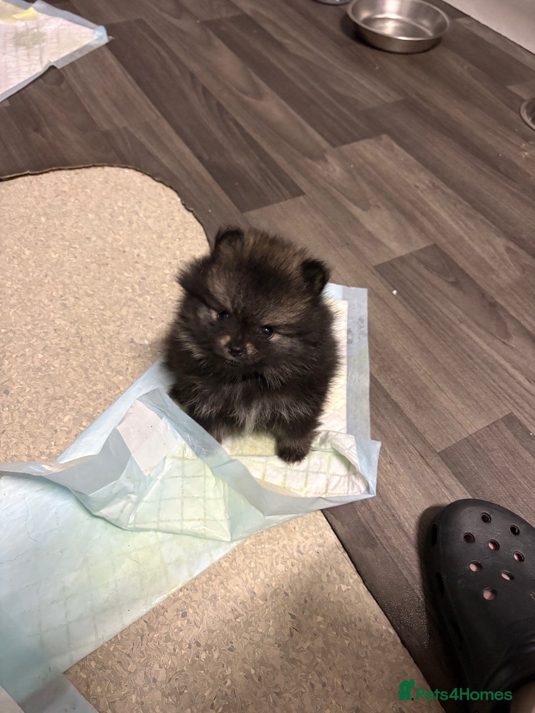 Pomeranian dogs for sale: Litter of pomeranians  - Advert 16