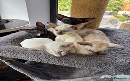 Siamese cats for sale: SIAMESE and ORIENTAL KITTENS - Image 2