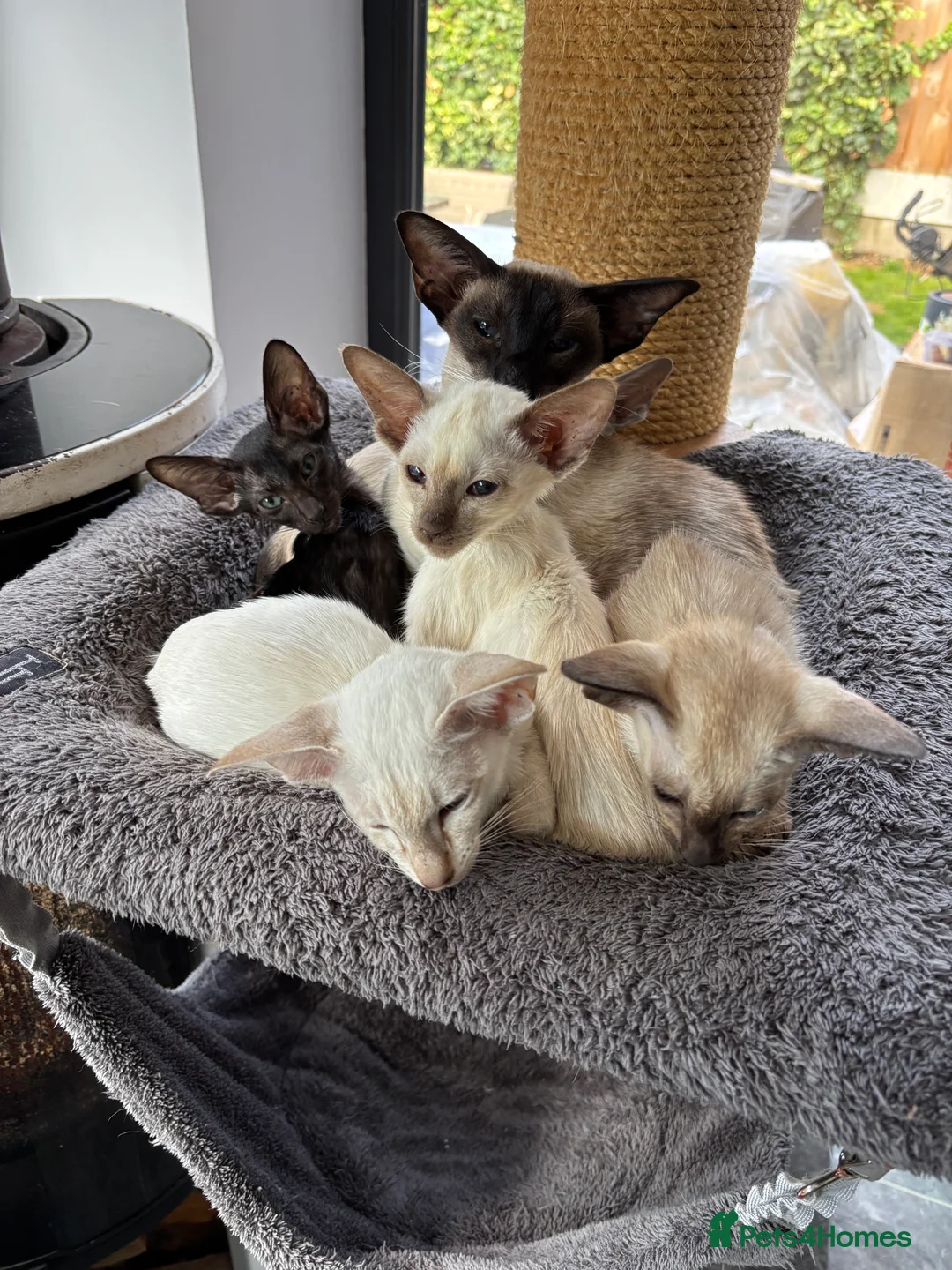 Siamese cats for sale: SIAMESE and ORIENTAL KITTENS - Advert 3