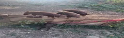 Pig livestock for sale: 2 Duroc pigs  - Advert 2