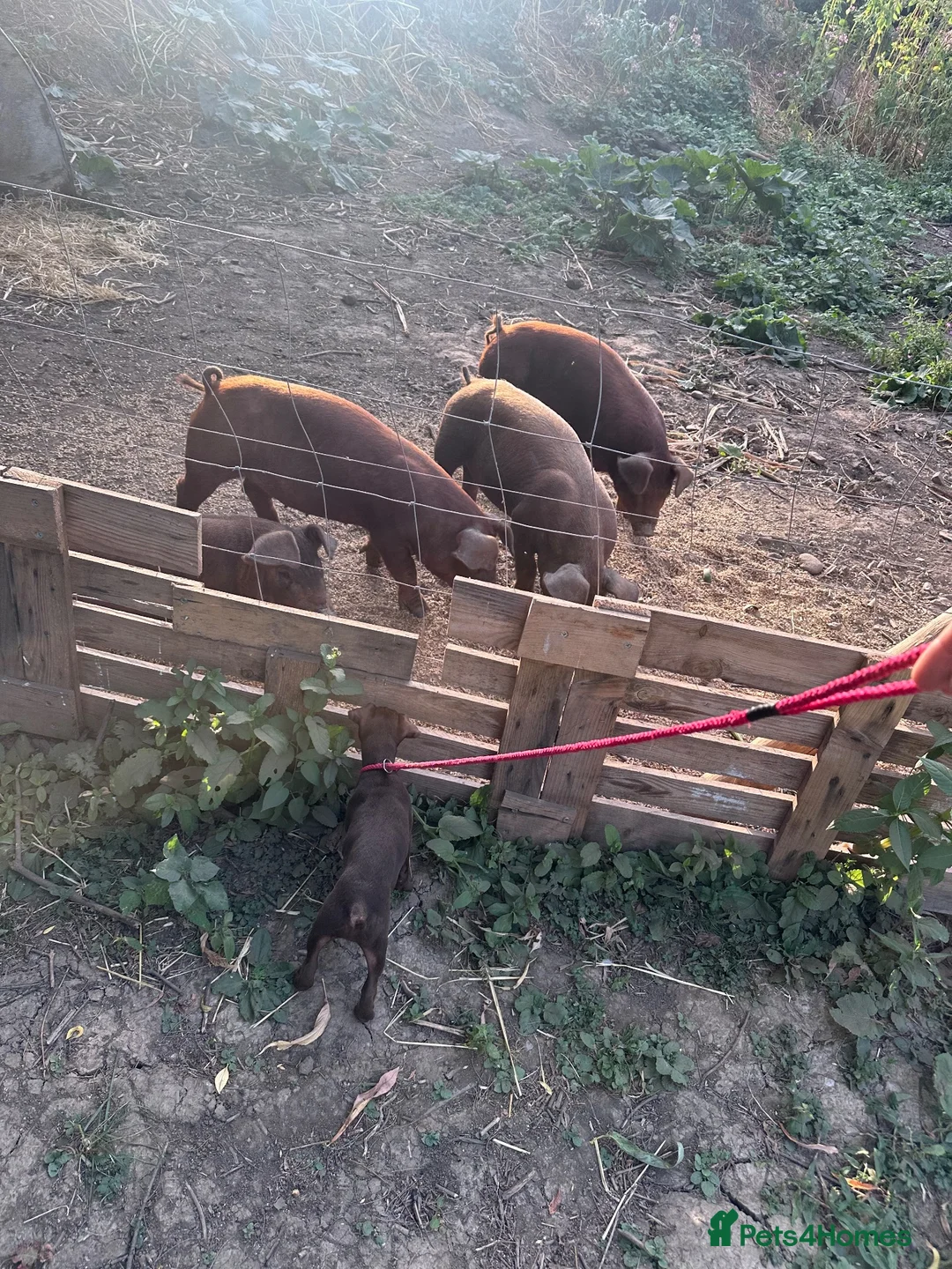 Pig livestock for sale: 2 Duroc pigs  - Advert 2