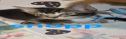 Mixed Breed cats for sale: Beautiful loved , healthy kitten's  in Bournemouth - Advert 17