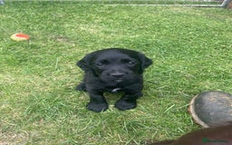 Cocker Spaniel dogs for sale: Kc cocker spaniel  - Image 3