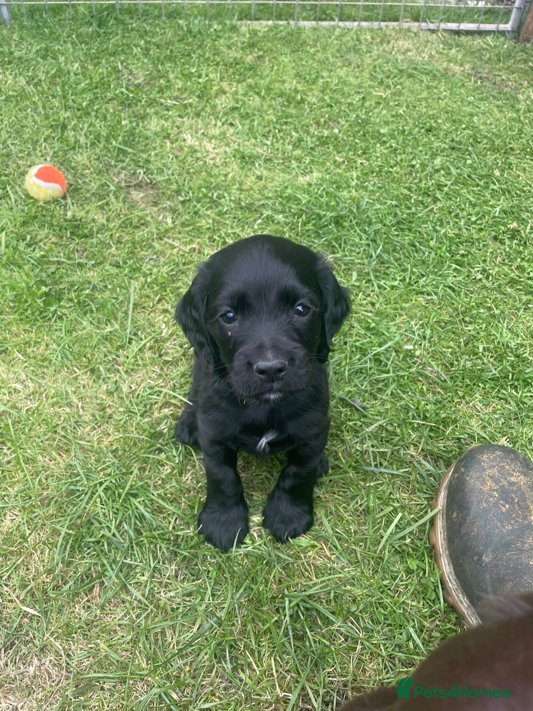 Cocker Spaniel dogs for sale: Kc cocker spaniel  - Image 3