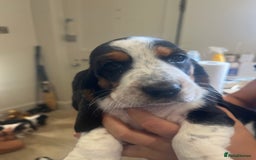 Basset Hound dogs for sale: Beautiful Basset Hound puppies - Image 6