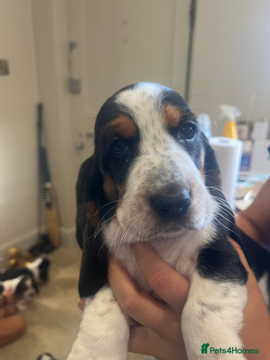 Basset Hound dogs for sale: Beautiful Basset Hound puppies - Image 6