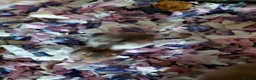 Hamster rodents for sale: Syrain hamster pups in Derby - Advert 6