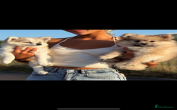 Pomchi dogs for sale: Pomchis for sale  - Image 8
