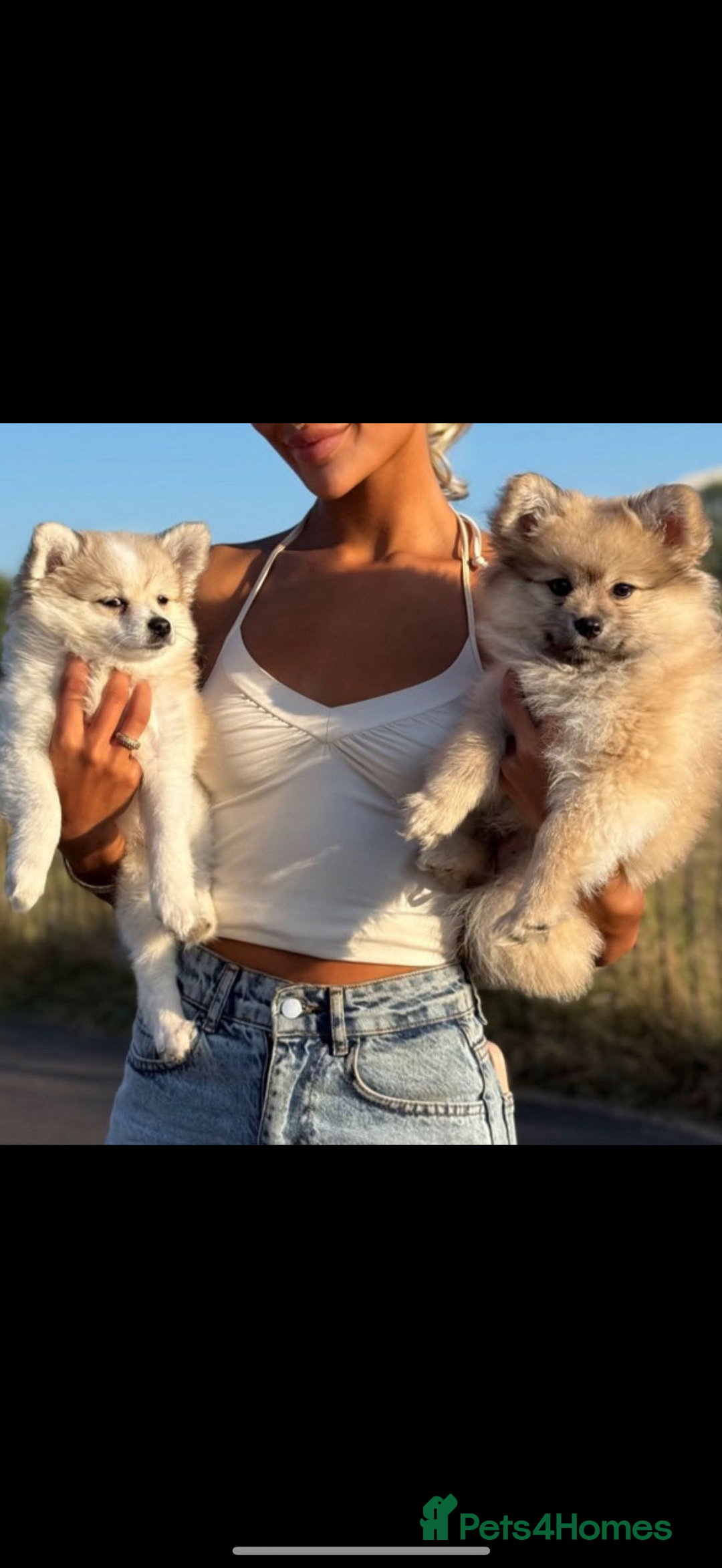 Pomchi dogs for sale: Pomchis for sale  - Image 8
