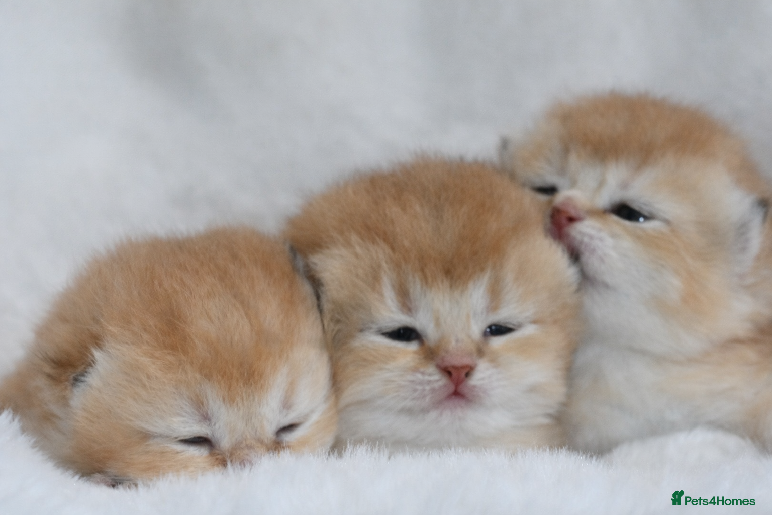 British Shorthair cats BSH Golden kittens from Champions Line 🏆 - Advert 1