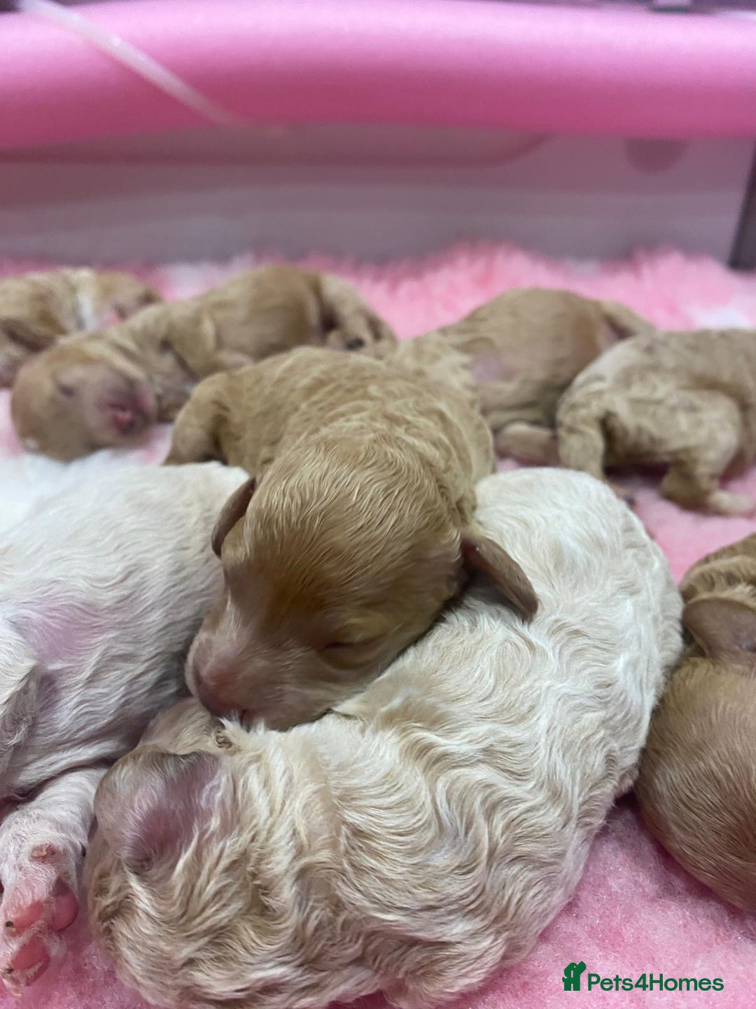 Toy Poodle dogs for stud: Quinn Red & white Toy Poodle for Stud ONLY. in Northampton - Advert 35