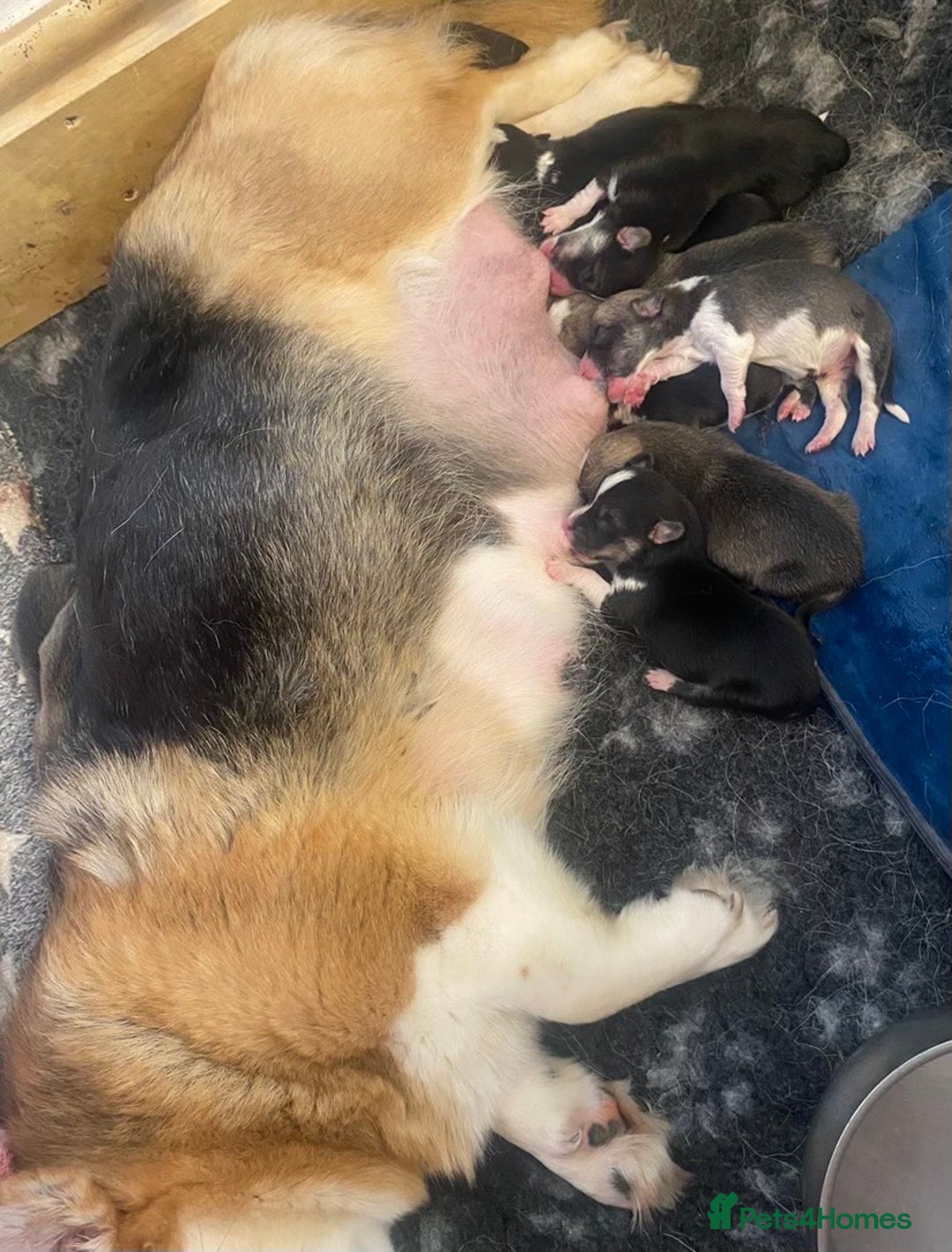 Welsh Corgi Pembroke dogs for sale: 7 Beauitful Corgi Puppies - Advert 2