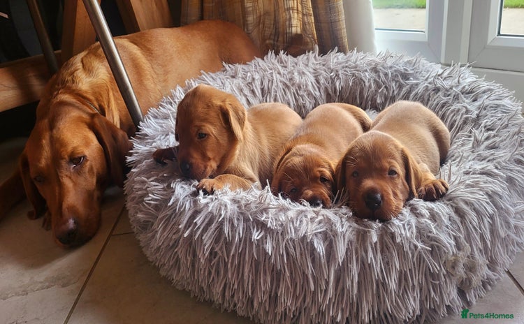 Labrador Retriever dogs - Advert 4