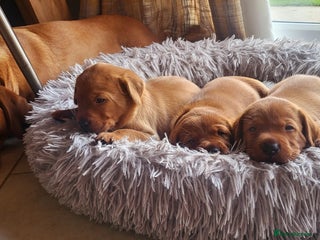 Labrador Retriever dogs - Advert 28