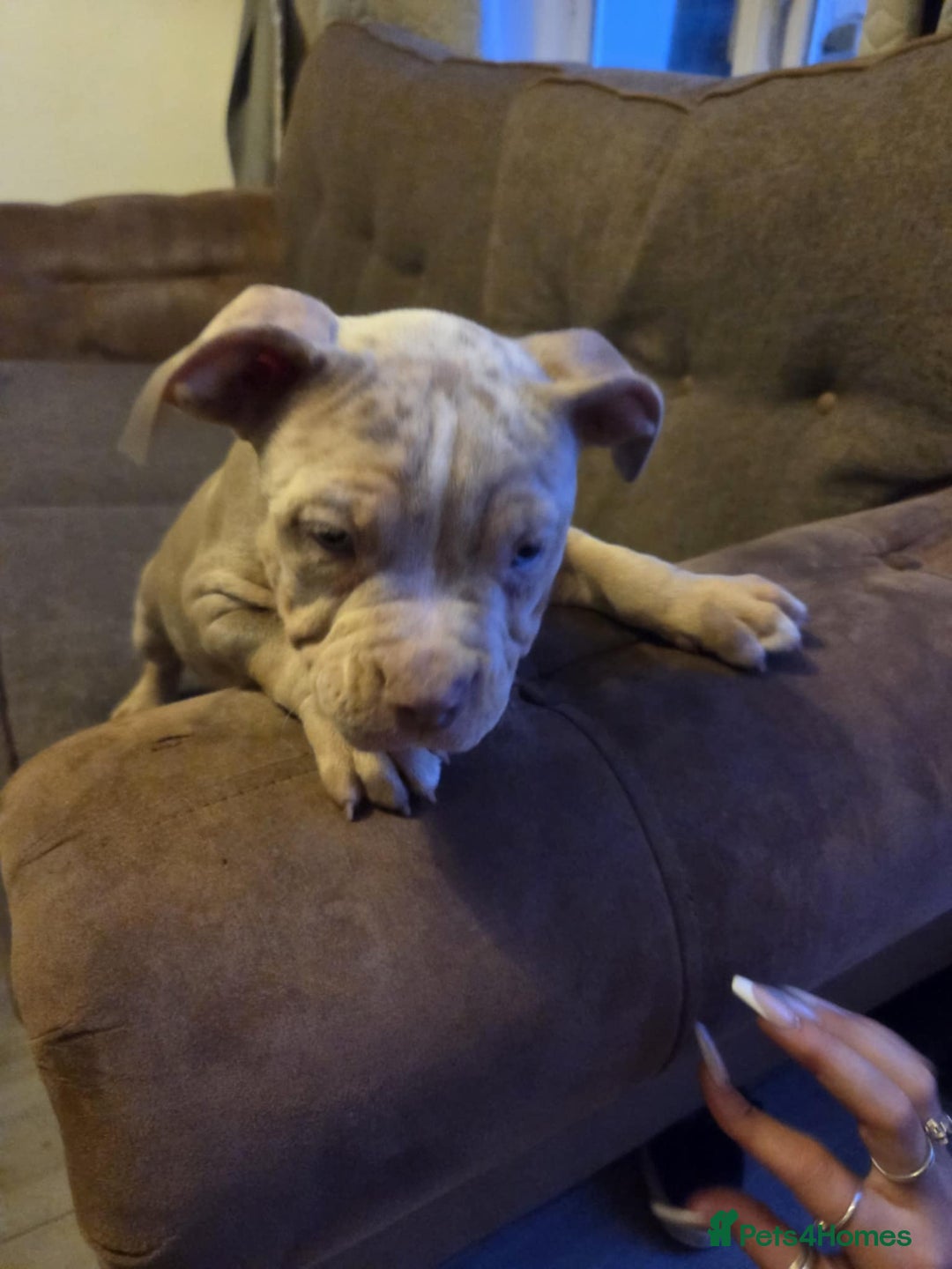 American Bully dogs for sale: American pocket bullys - Image 7