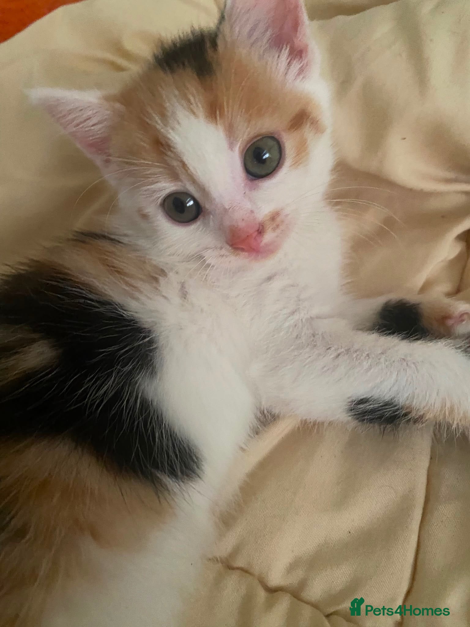Mixed Breed cats Kitten - Advert 1