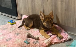 German Shepherd dogs for sale: Liver and tan German shepherds - Image 13
