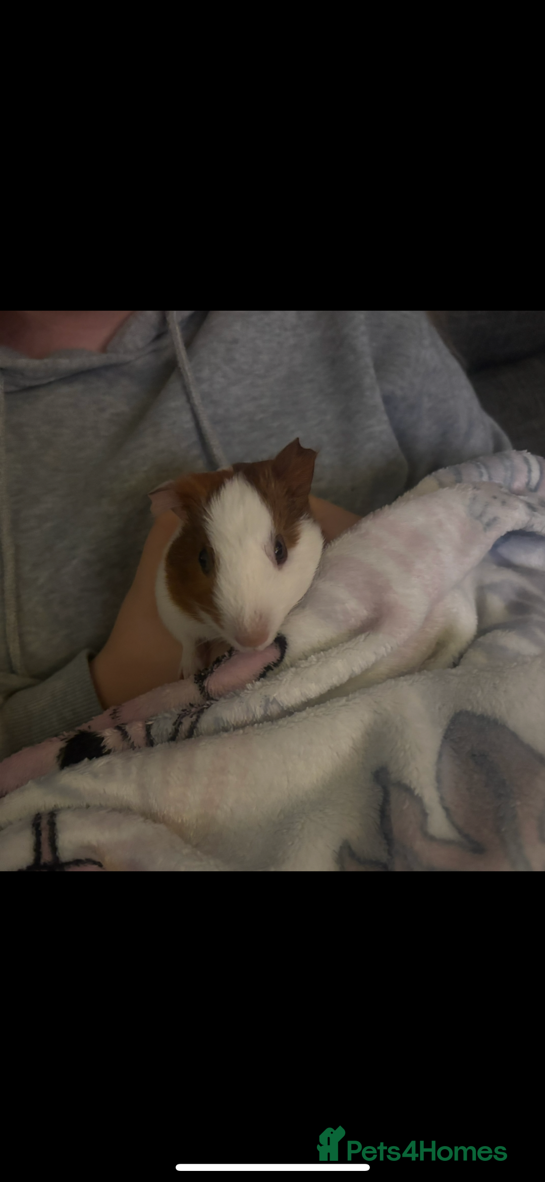 Guinea Pig rodents for sale: Two guinea pigs-with two cages and all accessories - Image 7