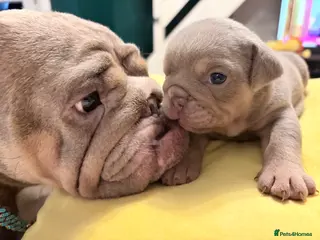 English Bulldog dogs KC English Bulldog Puppies Exceptional Quality - Advert 5