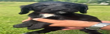 Sprocker Puppy 5