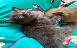 Russian Blue cats for sale: 6 beautiful kittens Russian Blue/Tabby - Image 6