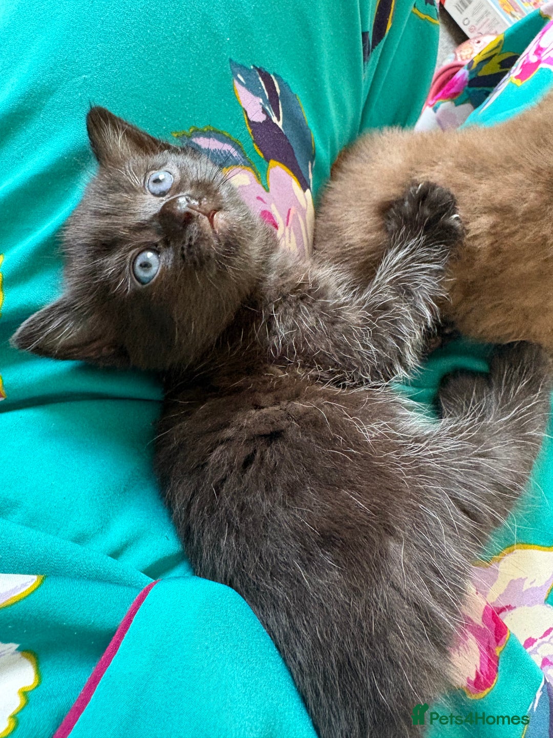 Russian Blue cats for sale: 6 beautiful kittens Russian Blue/Tabby - Image 6